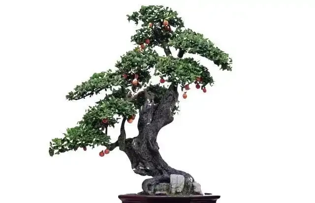 我走訪了10個養金彈子很牛的大家，總結出會導致它落葉原因有3點