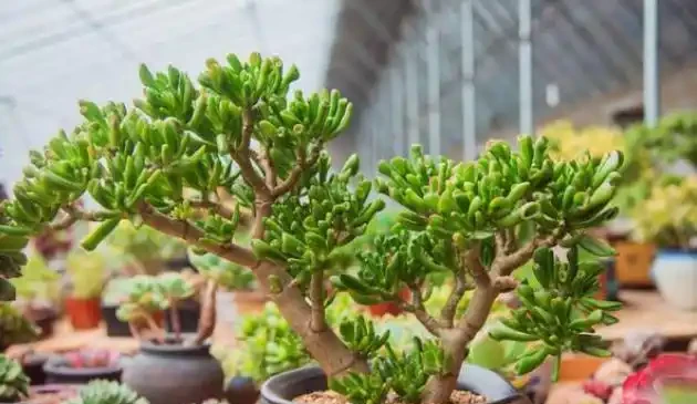 吸財樹葉片發蔫褶皺怎麼辦？用上2招，葉子金黃、飽滿又圓潤