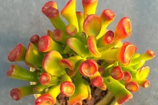 吸財樹葉片發蔫褶皺怎麼辦？用上2招，葉子金黃、飽滿又圓潤