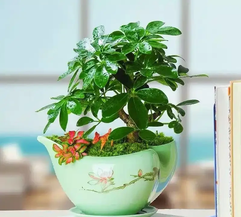 5種「吸菸花」,專吸二手菸,有「菸民」的家庭不養一盆嗎?