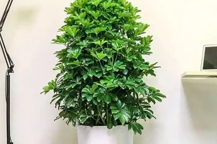 5種「吸菸花」，專吸二手菸，有「菸民」的家庭不養一盆嗎？