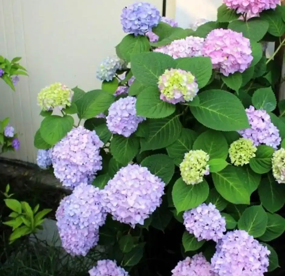 養花施什麼肥促進開花，常用2種肥，開花又多又鮮豔