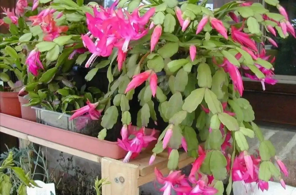 養花施什麼肥促進開花，常用2種肥，開花又多又鮮豔