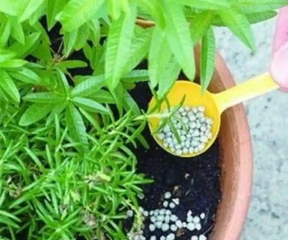 養花施什麼肥促進開花，常用2種肥，開花又多又鮮豔