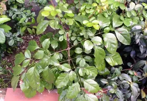 幸福樹葉子發黃焦枯,原來都是葉斑病惹的禍,三招教你輕鬆解決它