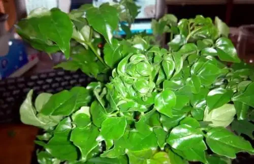 幸福樹葉子發黃焦枯,原來都是葉斑病惹的禍,三招教你輕鬆解決它