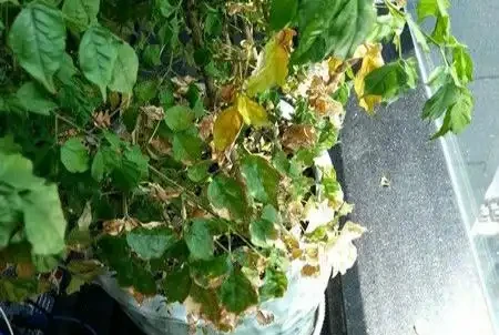 幸福樹葉子發黃焦枯,原來都是葉斑病惹的禍,三招教你輕鬆解決它