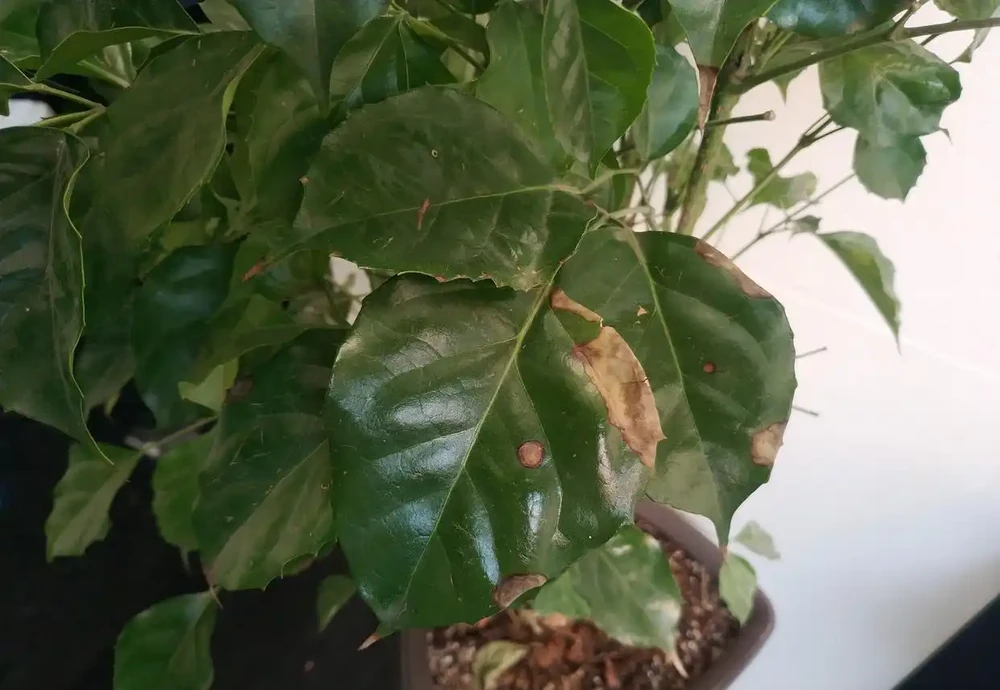 幸福樹葉子發黃焦枯,原來都是葉斑病惹的禍,三招教你輕鬆解決它
