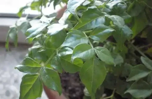幸福樹葉子發黃焦枯,原來都是葉斑病惹的禍,三招教你輕鬆解決它