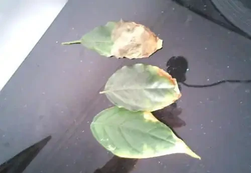 幸福樹葉子發黃焦枯,原來都是葉斑病惹的禍,三招教你輕鬆解決它