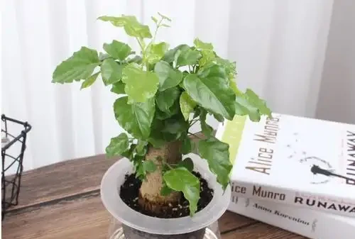 摘除黃葉病葉後的幸福樹