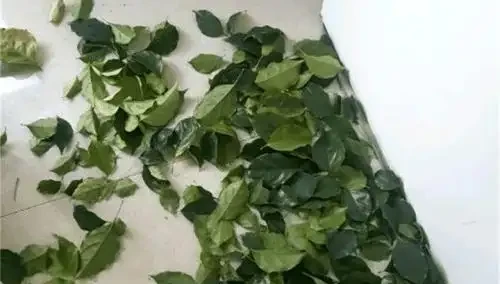 幸福樹葉子發黃焦枯,原來都是葉斑病惹的禍,三招教你輕鬆解決它
