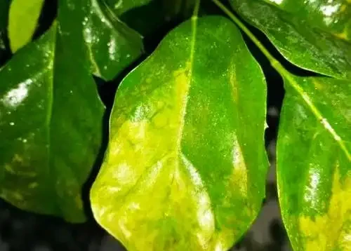 幸福樹葉子發黃焦枯,原來都是葉斑病惹的禍,三招教你輕鬆解決它
