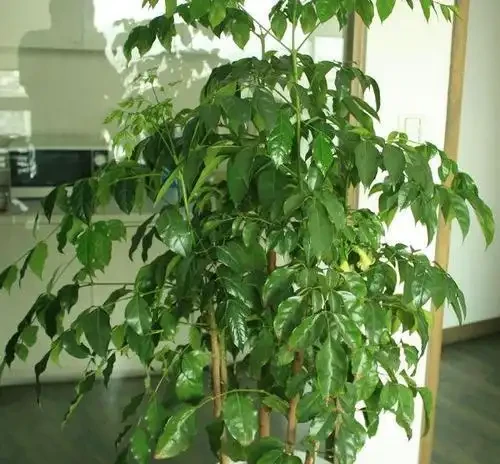 幸福樹葉子發黃焦枯,原來都是葉斑病惹的禍,三招教你輕鬆解決它