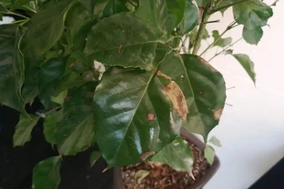 幸福樹葉子發黃焦枯，原來都是葉斑病惹的禍，三招教你輕鬆解決它