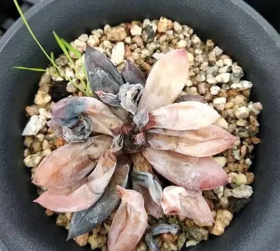新入坑的肉友注意了,多肉盆底不要放這樣的東西,否則引起腐根