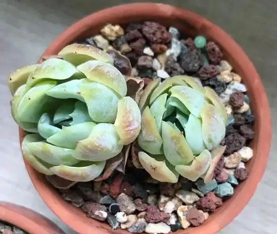 新入坑的肉友注意了,多肉盆底不要放這樣的東西,否則引起腐根