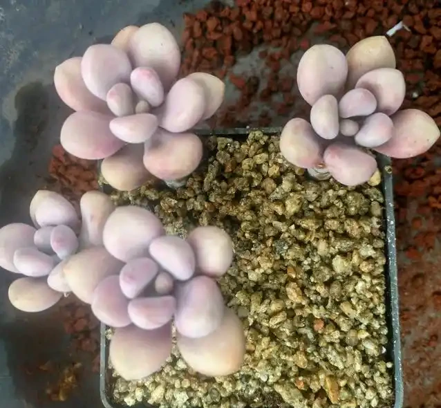 新入坑的肉友注意了,多肉盆底不要放這樣的東西,否則引起腐根