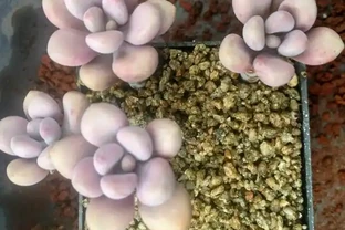 新入坑的肉友注意了，多肉盆底不要放這樣的東西，否則引起腐根
