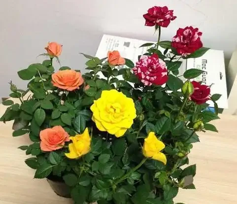 玫瑰花養不好？關鍵「換盆」要得當，記住小技巧，後期成活更好養