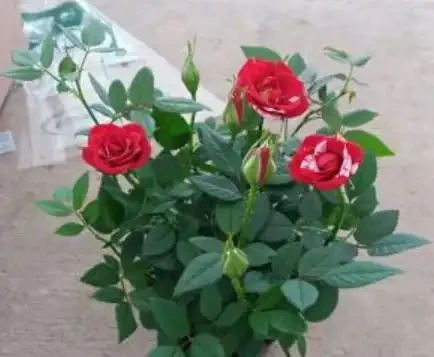 玫瑰花養不好？關鍵「換盆」要得當，記住小技巧，後期成活更好養