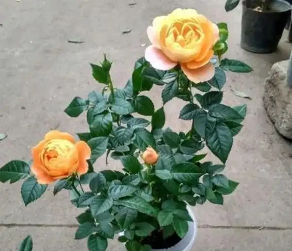 玫瑰花養不好？關鍵「換盆」要得當，記住小技巧，後期成活更好養