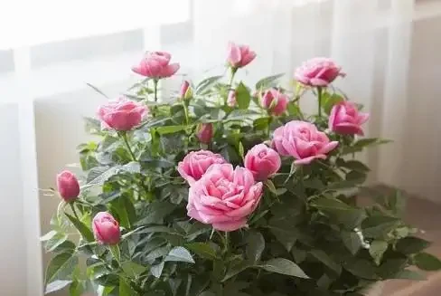 玫瑰花養不好？關鍵「換盆」要得當，記住小技巧，後期成活更好養