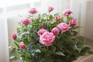 玫瑰花養不好？關鍵「換盆」要得當，記住小技巧，後期成活更好養