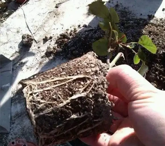 盆栽「小玫瑰」不會養？開完花就扔？那是你不會換盆