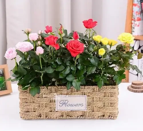 盆栽「小玫瑰」不會養？開完花就扔？那是你不會換盆