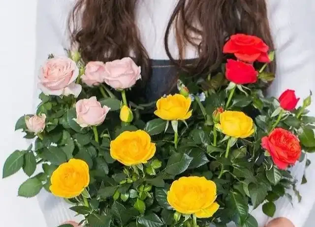 盆栽「小玫瑰」不會養？開完花就扔？那是你不會換盆