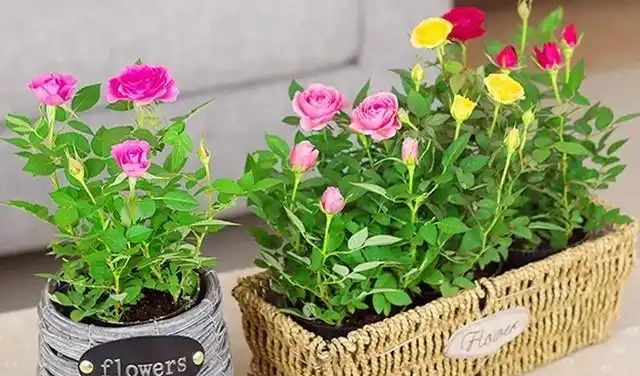 盆栽「小玫瑰」不會養？開完花就扔？那是你不會換盆