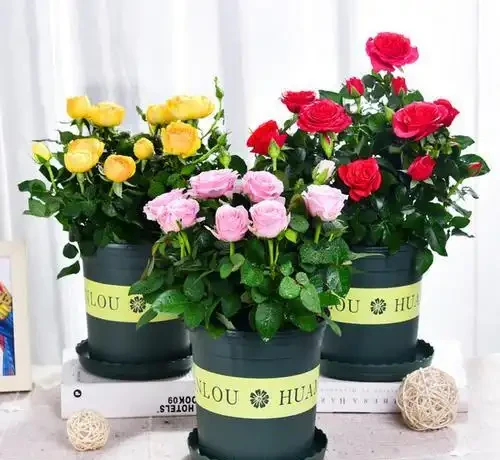 盆栽「小玫瑰」不會養？開完花就扔？那是你不會換盆