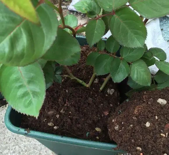 盆栽「小玫瑰」不會養？開完花就扔？那是你不會換盆