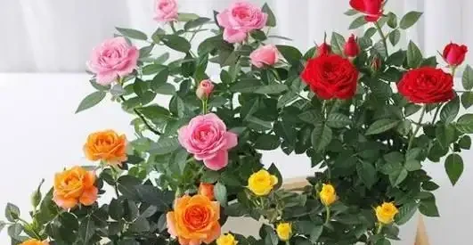 盆栽「小玫瑰」不會養？開完花就扔？那是你不會換盆
