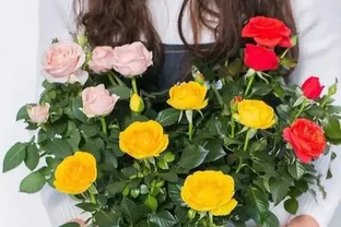 盆栽「小玫瑰」不會養？開完花就扔？那是你不會換盆