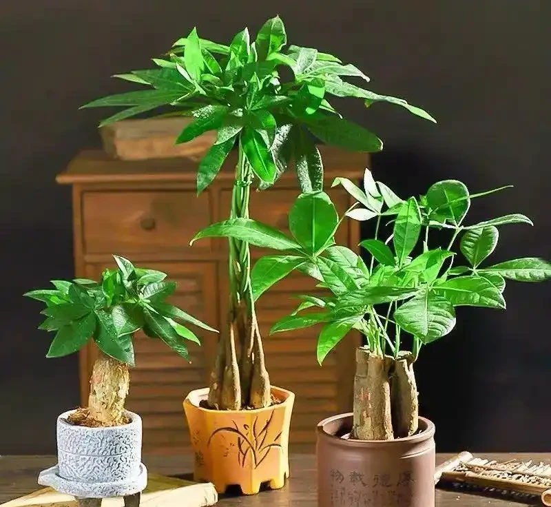 家養三種「招財樹」,旺財旺運旺家宅,財源滾滾好運來