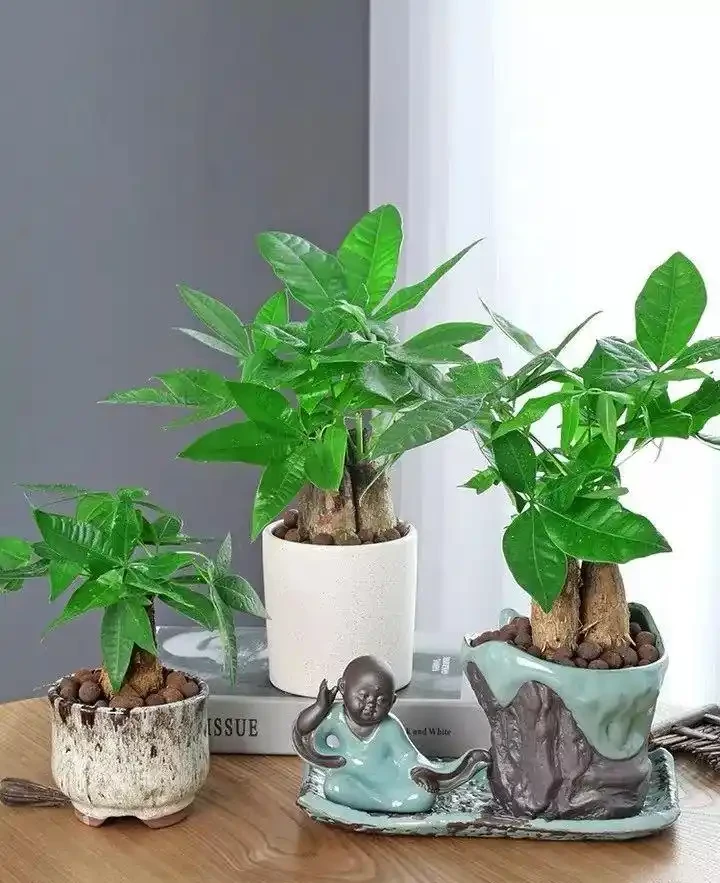 家養三種「招財樹」,旺財旺運旺家宅,財源滾滾好運來