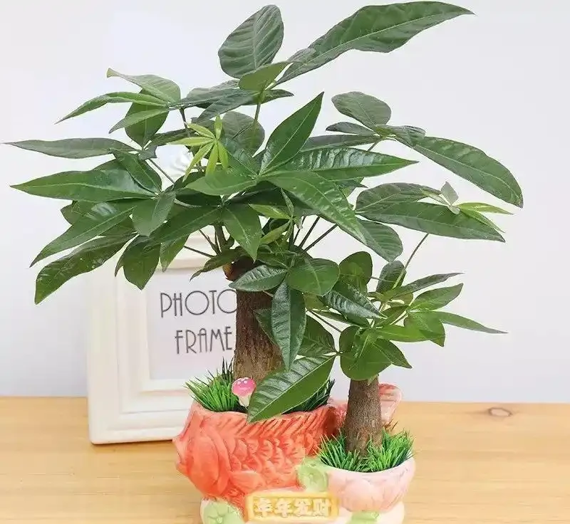 家養三種「招財樹」,旺財旺運旺家宅,財源滾滾好運來