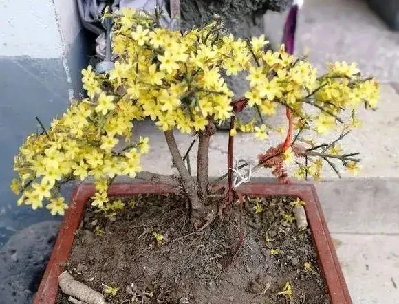 年後養花就選這幾種,漂亮又好養