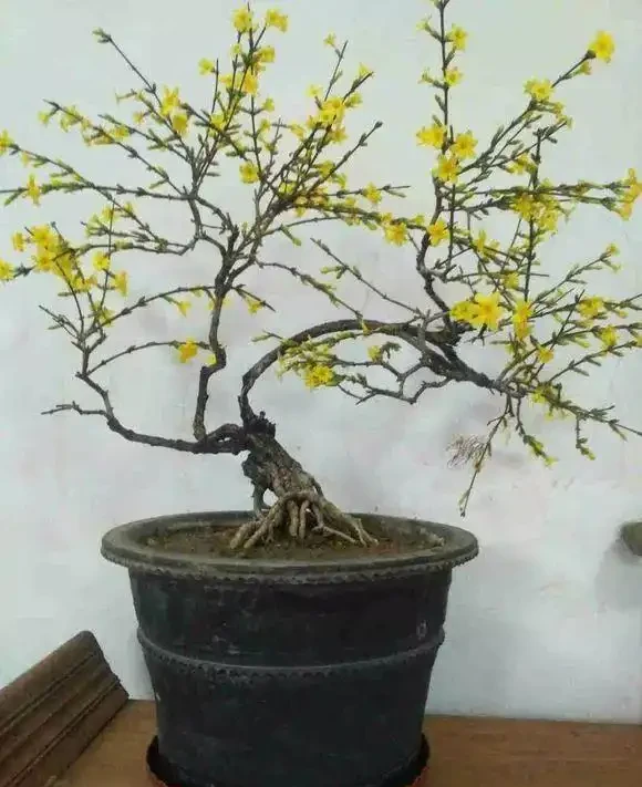 年後養花就選這幾種,漂亮又好養