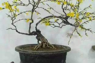 年後養花就選這幾種，漂亮又好養