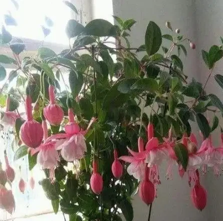 倒掛金鐘插枝養護小技巧,30天蹭蹭冒白根,開花滿盆太美了