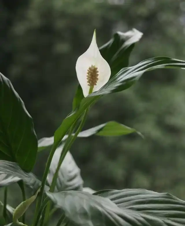 白鶴芋養得好,淨化空氣能力堪比淨化器,開花期長寓意好