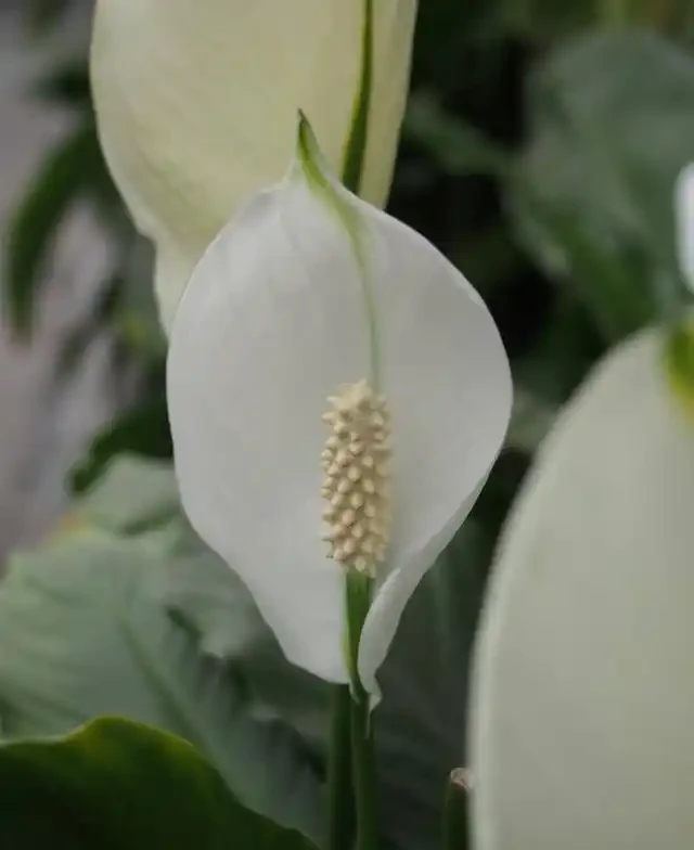 白鶴芋養得好,淨化空氣能力堪比淨化器,開花期長寓意好