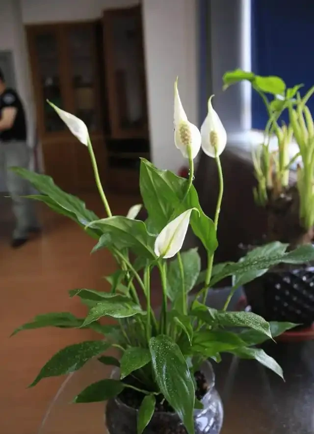 白鶴芋養得好,淨化空氣能力堪比淨化器,開花期長寓意好