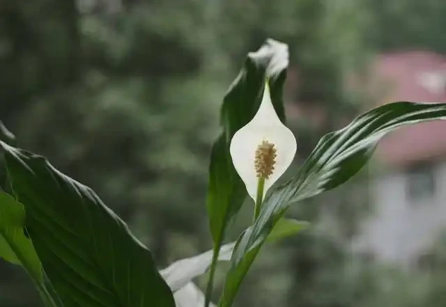 白鶴芋養得好,淨化空氣能力堪比淨化器,開花期長寓意好