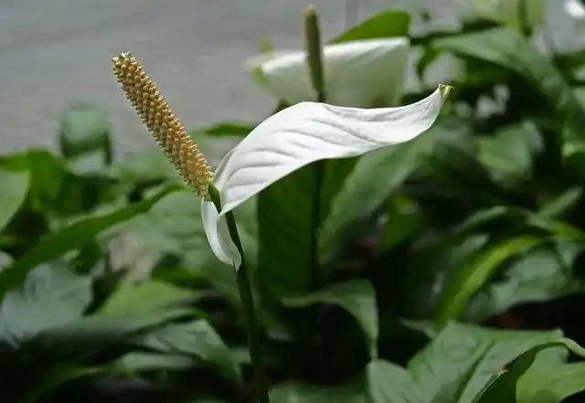 白鶴芋養得好,淨化空氣能力堪比淨化器,開花期長寓意好