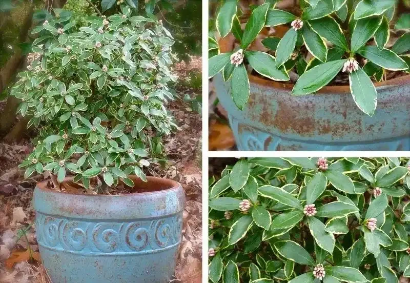 花葉都很好看的瑞香花,為啥很少人將它養成盆栽?