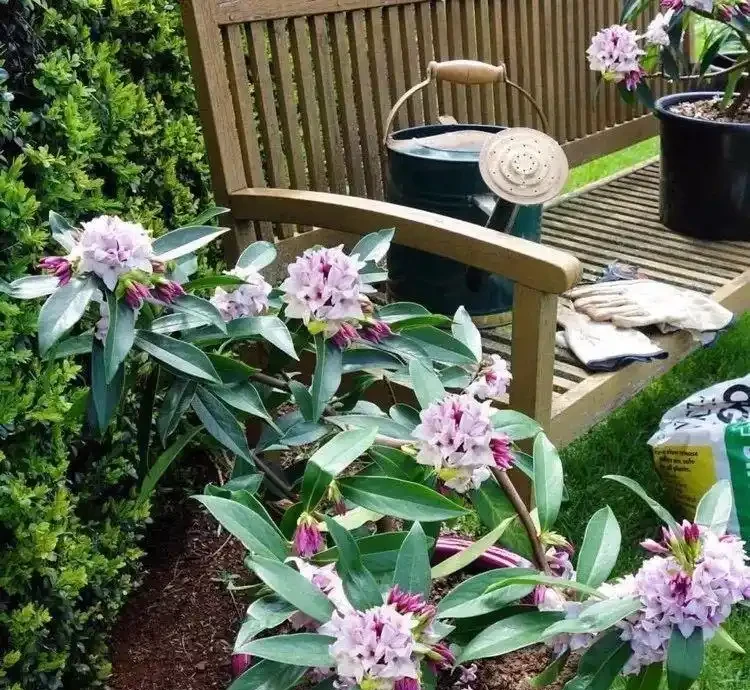 花葉都很好看的瑞香花,為啥很少人將它養成盆栽?